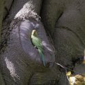 Ring Necked Parakeet 