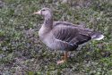 White Fronted Goose 