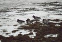 Pale Bellied Brent Geese