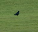 Chough