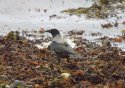 Hooded Crow