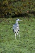 Grey Heron