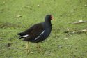 Moorhen