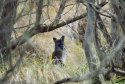 Red Necked Wallaby