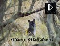 Wallaby Video