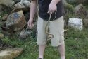 Horseshoe Whip Snake