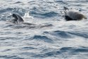 Long Finned Pilot Whale