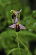 Bee Orchid var Fulvofusca