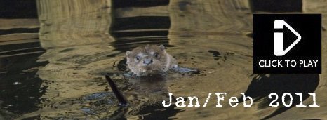 Jan / Feb 2011 - Video - Otter, Mountain Hare, waxwing, Lady Amherst's Pheasant, water vole, ruddy duck, red grouse, pintail, shoveler, snipe, parrots, garden birds