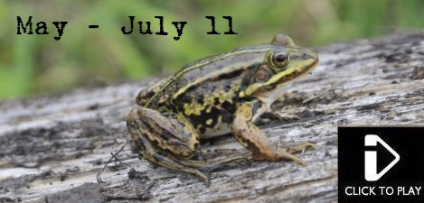 May / July 2011 - Video - Pool Frog, Peregrine Falcon, Common Rosefinch, hedgehog, turtle dove, water rail, moorhen