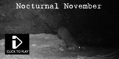 Nocturnal November 2011 - Video -  Otter, Muntjac, Fox