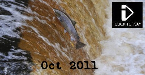  Oct 2011 - Video -  Atlantic Salmon, Grey Seal, Dunlin, Black Tailed Godwit, Tawny Owl, Blue and Yellow Macaw, Dipper, Snipe, Semipalmated sandpiper