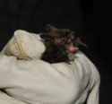 Alcathoe's Bat