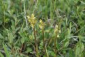 Coral Root Orchid