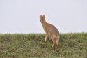 Pic of the Quarter - Chinese Water Deer