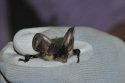 Grey Long Eared Bat