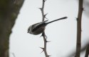 Northern Long Tailed Tit