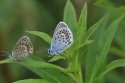 Silver studded blue ssp masseyi