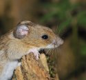 Yellow Necked Mouse