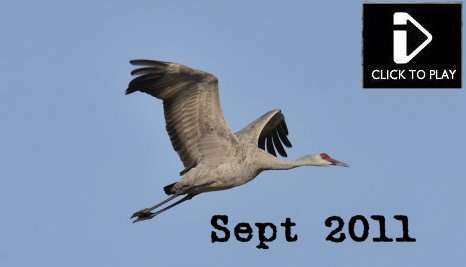  Sep 2011 - Video -  Sabine's gull, Little stint,  sandhill crane, king eider, american black tern, brown rat