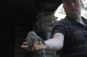 Feeding the Siberian Jay