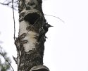White Backed Woodpecker