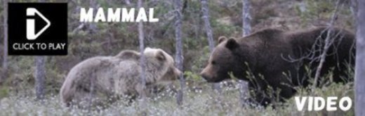 Finland Mammal Video - Coming Soon
