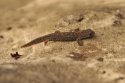 Alpine Newt