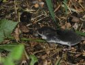 Bi coloured White Toothed Shrew