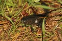 American Bullfrog