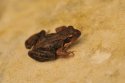 Common Frog