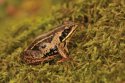 Moor Frog