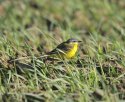 Blue Headed Wagtail