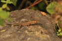 Common Lizard