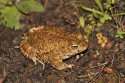 Natterjack Toad