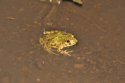 Parsley Frog