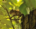 Siberian Chipmunk