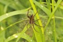 Raft Spider