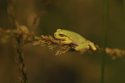 Common Tree Frog