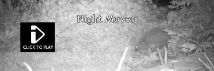 Night Moves - Nocturnal Trail Cam Video - Fox, Hedgehog, Muntjac