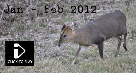 Jan - Feb 2012 - Video - Lesser Scaup, Crossbill, Dark Eyed Junco, Hawfinch, Bank Vole, Water Rail, Muntjac, Long Tailed Tit, pheasant