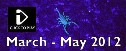 March - May 2012 - Roe Deer, Atlas/Pied Flycatcher, Water Shrew, Muntjac, Grey Squirrel, Marsh Warbler, Noctule, Yellow Tailed Scorpion, Bee-eater