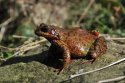 Pic of the Quarter - Common Frog-Red Form