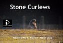 Stone Curlew Video