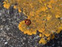 24 Spot Ladybird