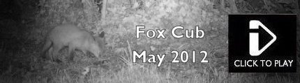 Nocturnal Trail Cam Video - Fox cub
