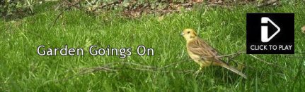 Garden Goings On - Trail Cam Video - Grey Partridge, Yellowhammer, Reed Bunting, Rook, Pheasant and lots of common garden birds