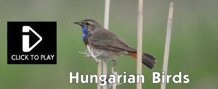 Hungarian Bird Video - Hoopoe, Bluethroat, Lesser Spotted Woodpecker, White Backed Woodpecker, Grey Headed WoodpeckerNightingale
