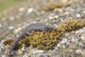 Danube Crested Newt