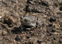 Common Spadefoot toad